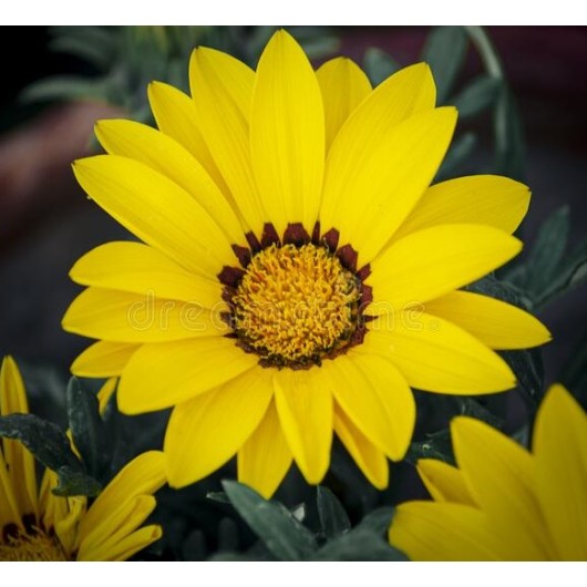 Seminte GAZANIA rigens ENORMA F1 Yellow with Ring 1000s