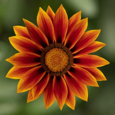Seminte GAZANIA rigens KISS Golden Flame 1000s