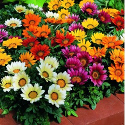 Seminte GAZANIA rigens KISS Mix 1000s