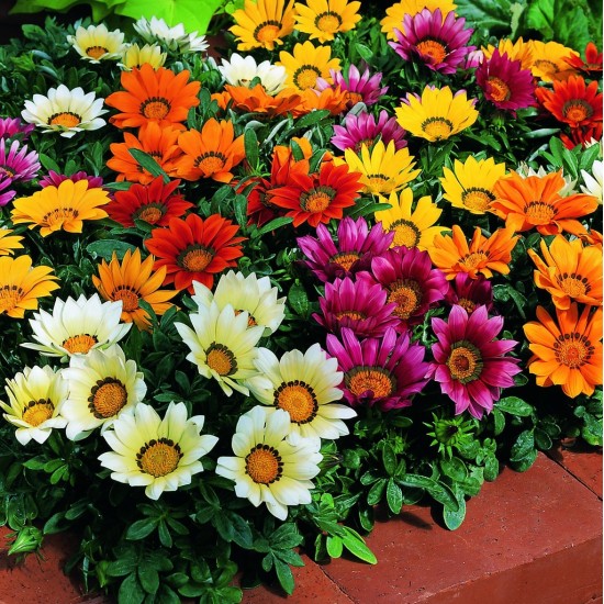 Seminte GAZANIA rigens KISS Mix 1000s