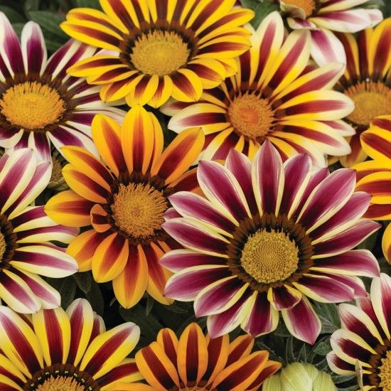 Seminte GAZANIA rigens KISS Mix Flame 1000s