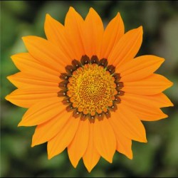 Seminte GAZANIA rigens KISS Orange 1000s