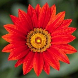 Seminte GAZANIA rigens KISS Red 1000s
