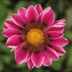 Seminte GAZANIA rigens KISS Rose 1000s