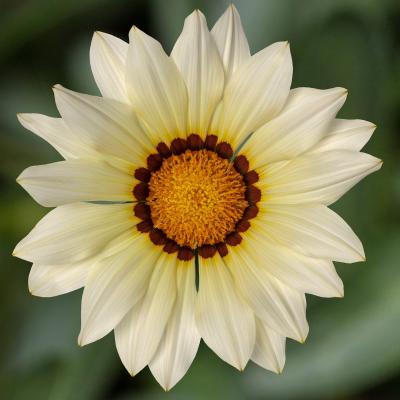 Seminte GAZANIA rigens KISS White 1000s