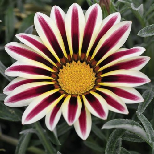 Seminte GAZANIA rigens KISS White Flame 1000s