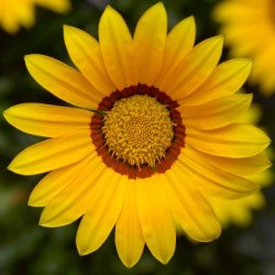 Seminte GAZANIA rigens KISS Yellow 1000s