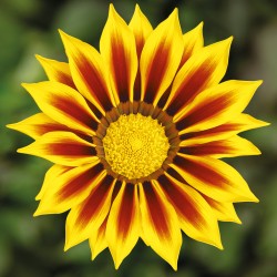 Seminte GAZANIA rigens KISS Yellow Flame 1000s