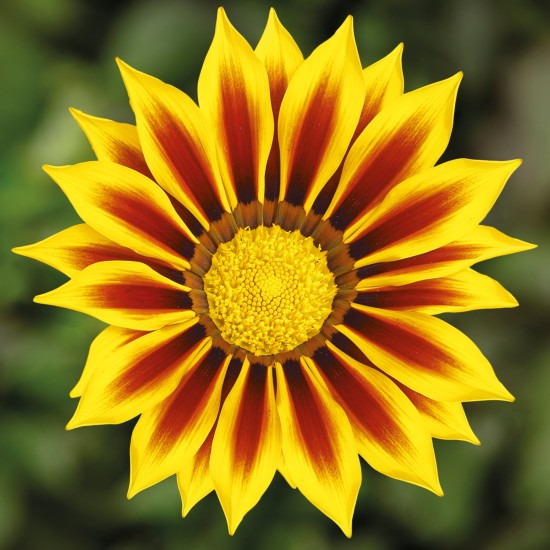 Seminte GAZANIA rigens KISS Yellow Flame 1000s