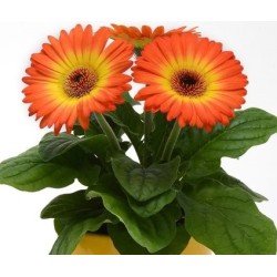 Seminte GERBERA jamesonii COLOR BLOOM F1 Bicolor Orange Yellow 1000s
