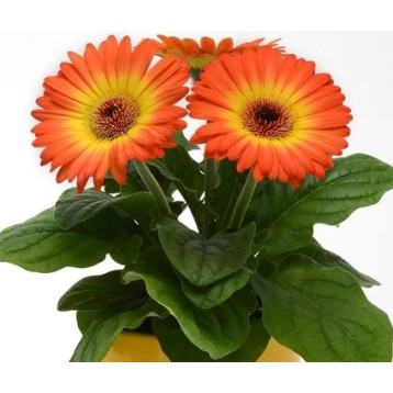 Seminte GERBERA jamesonii COLOR BLOOM F1 Bicolor Orange Yellow 1000s