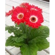 Seminte GERBERA jamesonii COLOR BLOOM F1 Bicolor Red White 1000s
