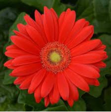Seminte GERBERA jamesonii COLOR BLOOM F1 Cherry Light Eye 100s