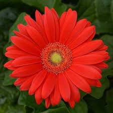 Seminte GERBERA jamesonii COLOR BLOOM F1 Cherry Light Eye 1000s