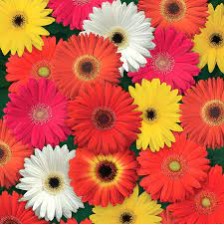 Seminte GERBERA jamesonii COLOR BLOOM F1 Mix 100s