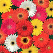 Seminte GERBERA jamesonii COLOR BLOOM F1 Mix 1000s