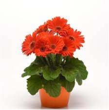 Seminte GERBERA jamesonii COLOR BLOOM F1 Orange Deep Dark Eye 1000s