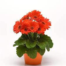 Seminte GERBERA jamesonii COLOR BLOOM F1 Orange Deep Dark Eye 1000s