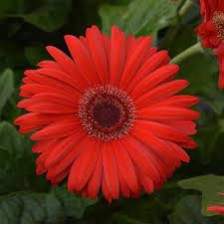 Seminte GERBERA jamesonii COLOR BLOOM F1 Red Dark Eye 1000s