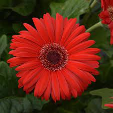 Seminte GERBERA jamesonii COLOR BLOOM F1 Red Dark Eye 1000s