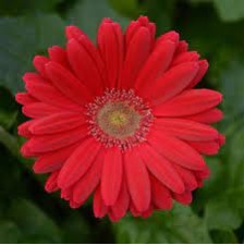 Seminte GERBERA jamesonii COLOR BLOOM F1 Rose Deep Light Eye 100s