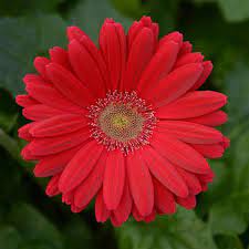 Seminte GERBERA jamesonii COLOR BLOOM F1 Rose Deep Light Eye 1000s
