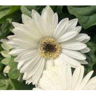 Seminte GERBERA jamesonii COLOR BLOOM F1 White Dark Eye 1000s