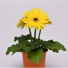 Seminte GERBERA jamesonii COLOR BLOOM F1 Yellow Dark Eye 100s