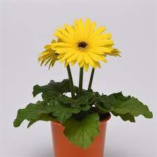 Seminte GERBERA jamesonii COLOR BLOOM F1 Yellow Dark Eye 1000s