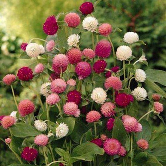 Seminte GOMPHRENA globosa QIS Mix 1000s