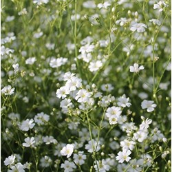 Seminte GYPSOPHILA paniculata Single White 10 gr