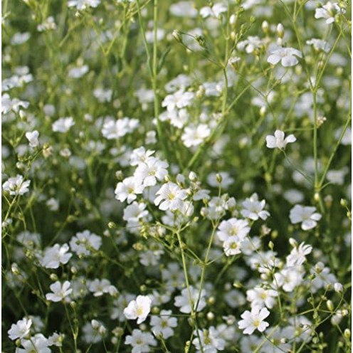 Seminte GYPSOPHILA paniculata Single White 10 gr