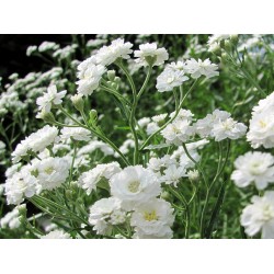 Seminte GYPSOPHILA paniculata Snowflake 10g
