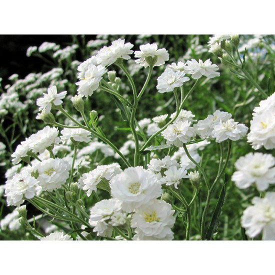 Seminte GYPSOPHILA paniculata Snowflake 10g