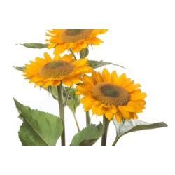 Seminte HELIANTHUS annuus PREMIER Up Gold 1000s