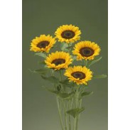 Seminte HELIANTHUS annuus PREMIER Up Orange 1000s
