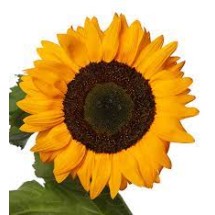 Seminte HELIANTHUS annuus SOLANO Deep Orange 1000s