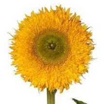 Seminte HELIANTHUS annuus SOLANO Double 1000s