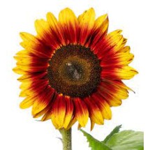 Seminte HELIANTHUS annuus SOLANO Flame 1000s