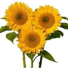 Seminte HELIANTHUS annuus SOLANO Gold 44 1000s