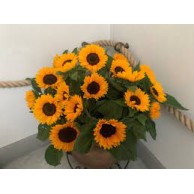 Seminte HELIANTHUS annuus SOLANO Orange Early 1000s