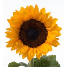 Seminte HELIANTHUS annuus SOLANO Orange nr.14 1000s