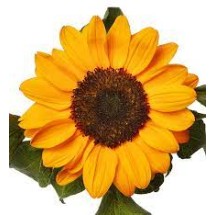 Seminte HELIANTHUS annuus SOLANO Tanja 1000s