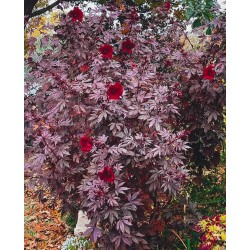 Seminte HIBISCUS acetosella Mahogany Splendor 100 s