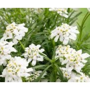 Seminte IBERIS sempervirens Snow Flurries 1000s