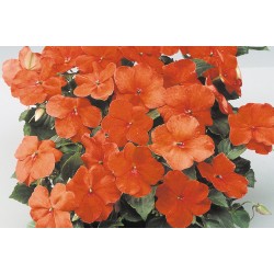 Seminte IMPATIENS walleriana BALANCE Orange 1000s