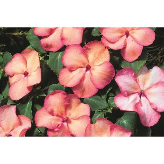 Seminte IMPATIENS walleriana BALANCE Salmon Picotee 1000s