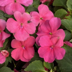 Seminte IMPATIENS walleriana BEACON Rose 1000s