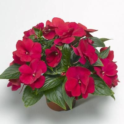 Seminte IMPATIENS hawkerii FLORIFIC Red -Impatiens de Noua Guinee