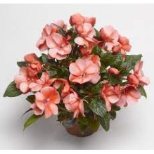 Seminte IMPATIENS hawkerii FLORIFIC Sweet Orange -Impatiens de Noua Guinee